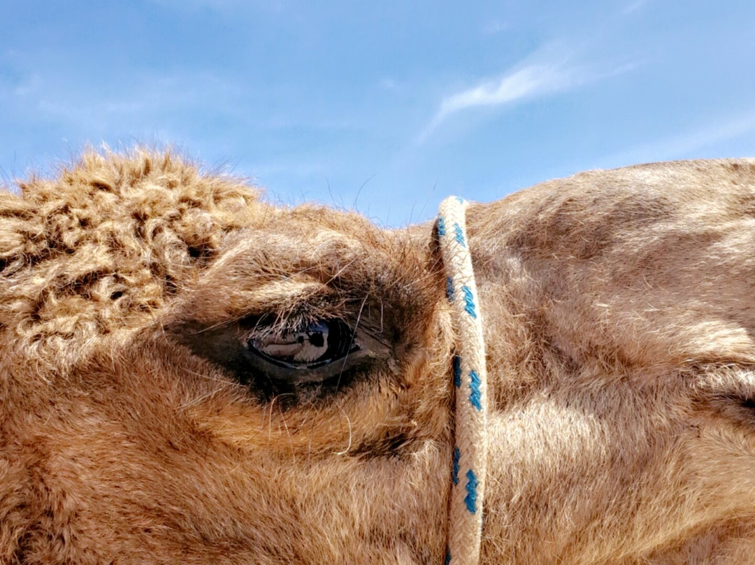 Port Macquarie Camel Safari's-麦克夸利港必去景点