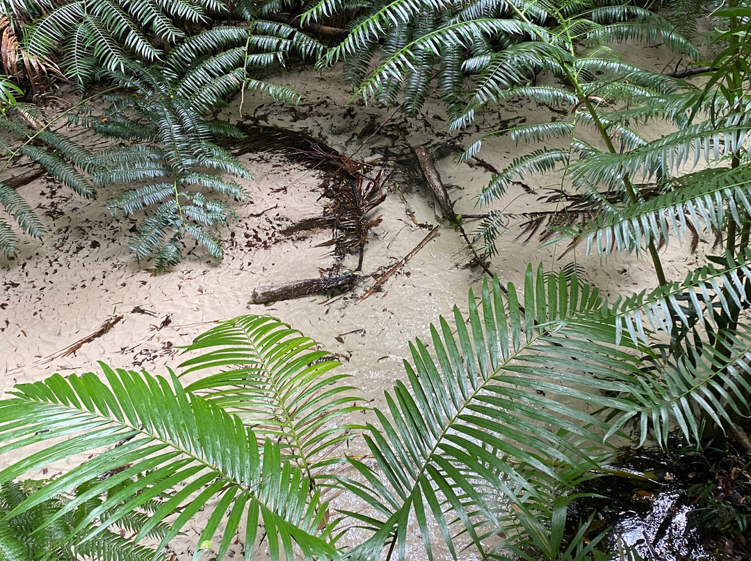 Safari 4WD Hire-赫维湾必去景点