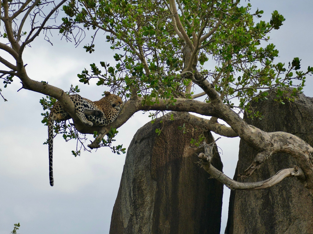 Ephraim's Guide Safaris-阿鲁沙必去景点