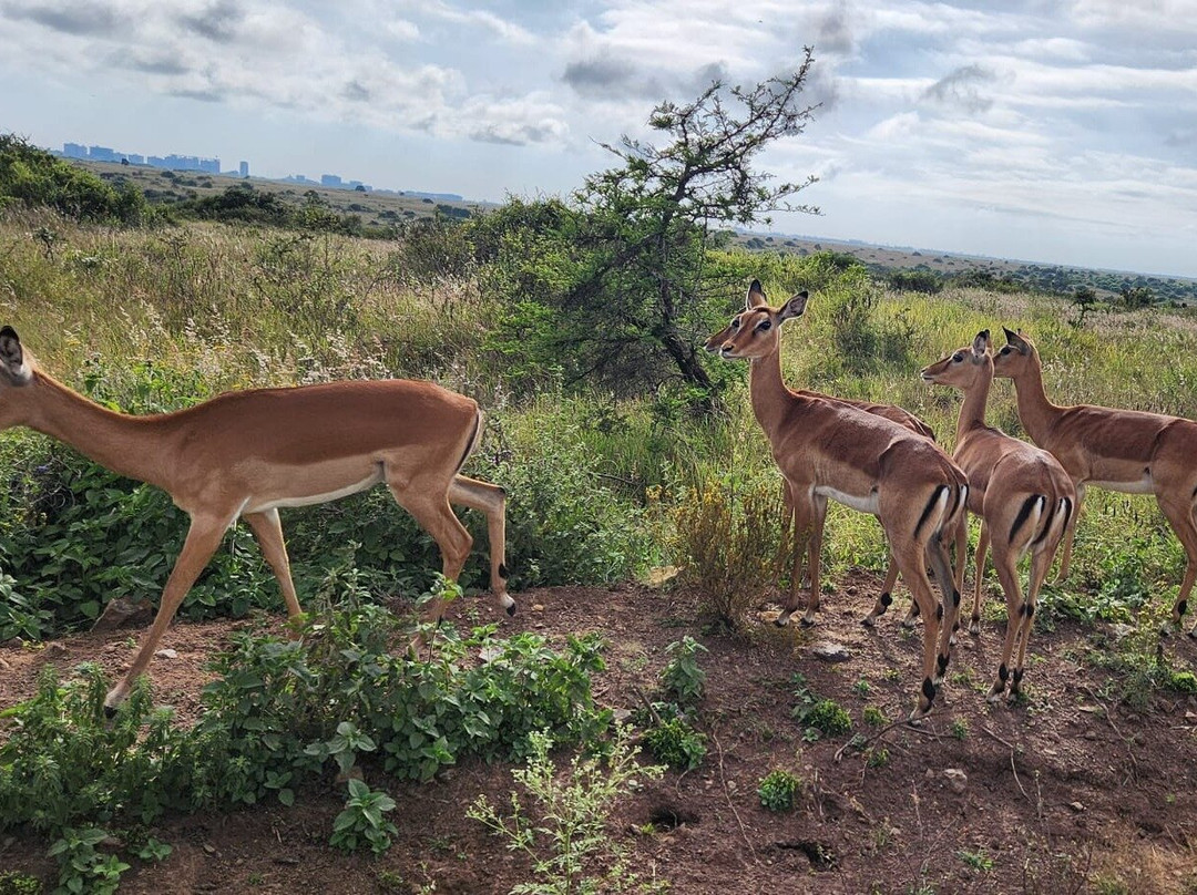 Mamistravel Safaris-蒙巴萨必去景点