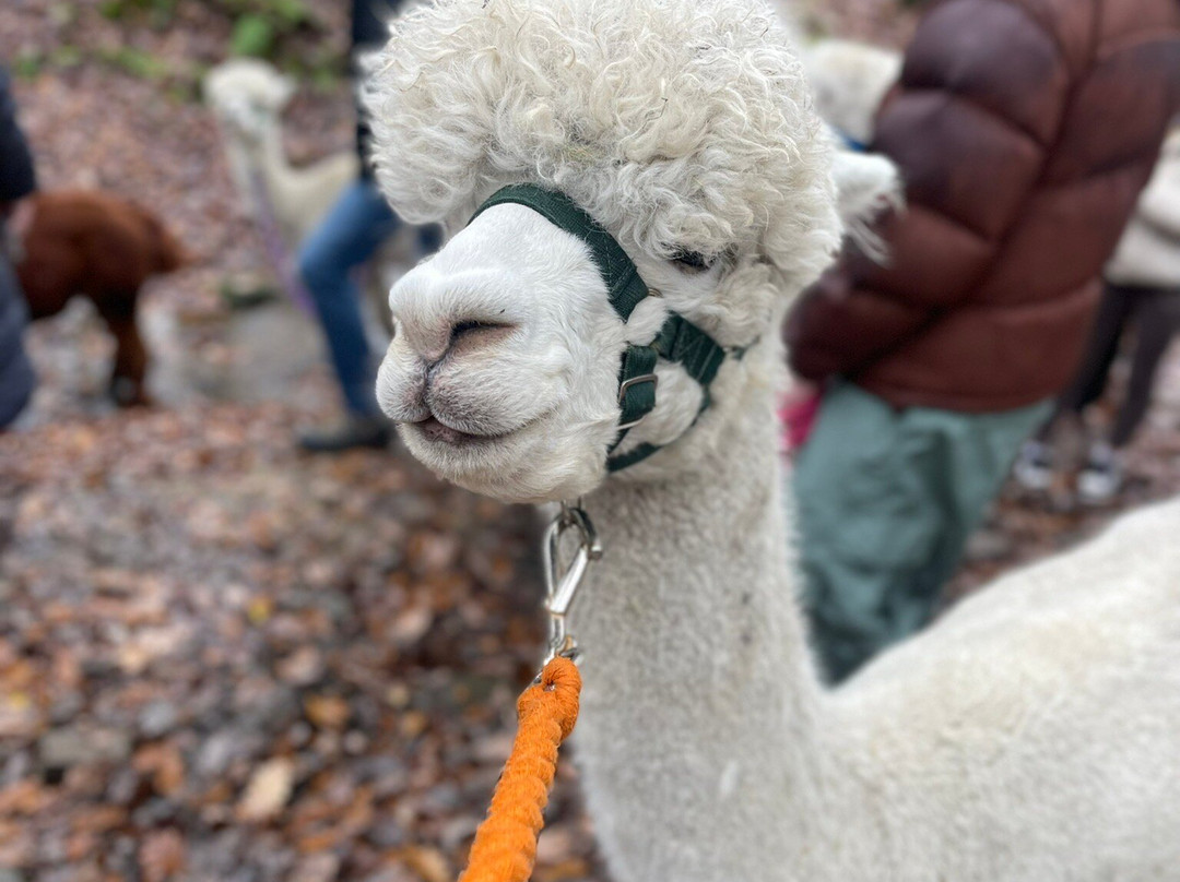 Poppywood Alpacas景点图片