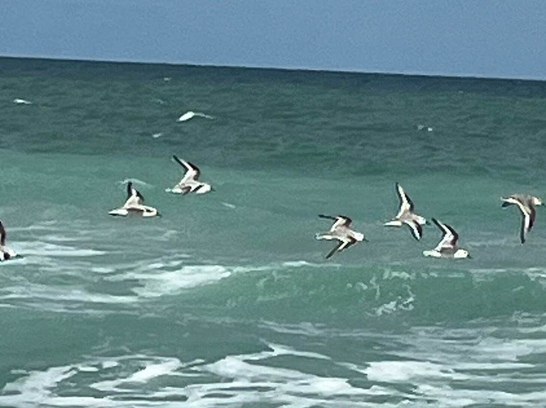 Blowing Rocks Nature Preserve-朱庇特必去景点
