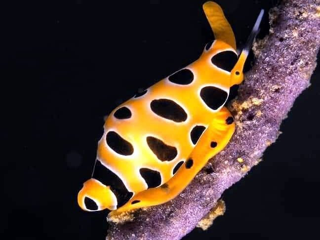 Wakatobi Marine Dive景点图片