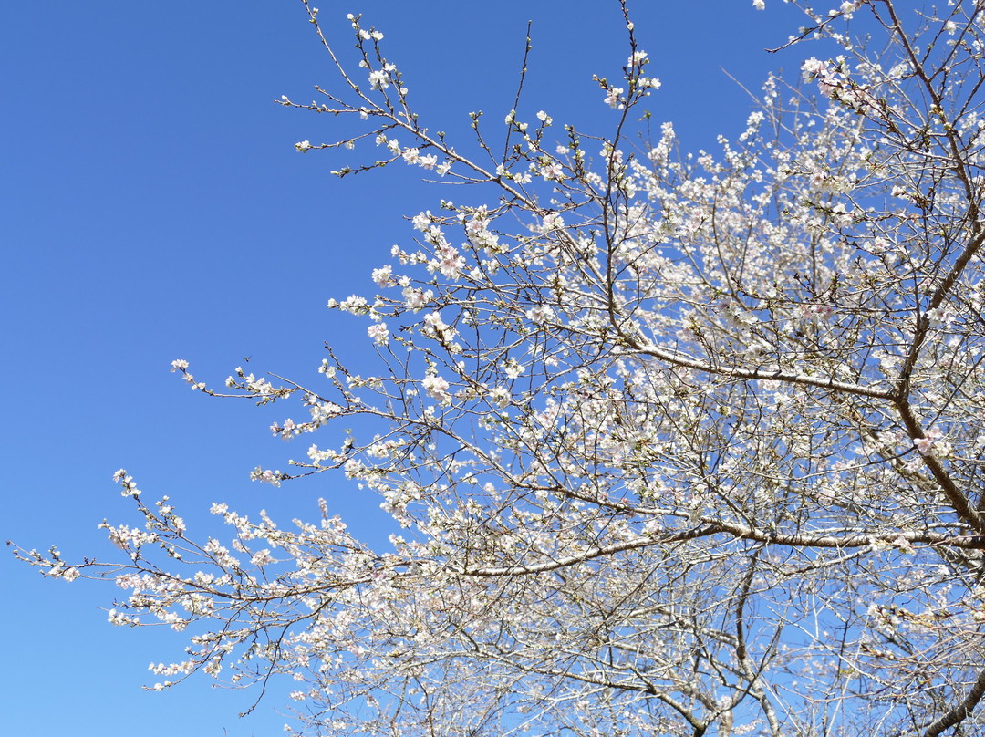 Obara Fureai Park / Shikizakura-丰田市必去景点