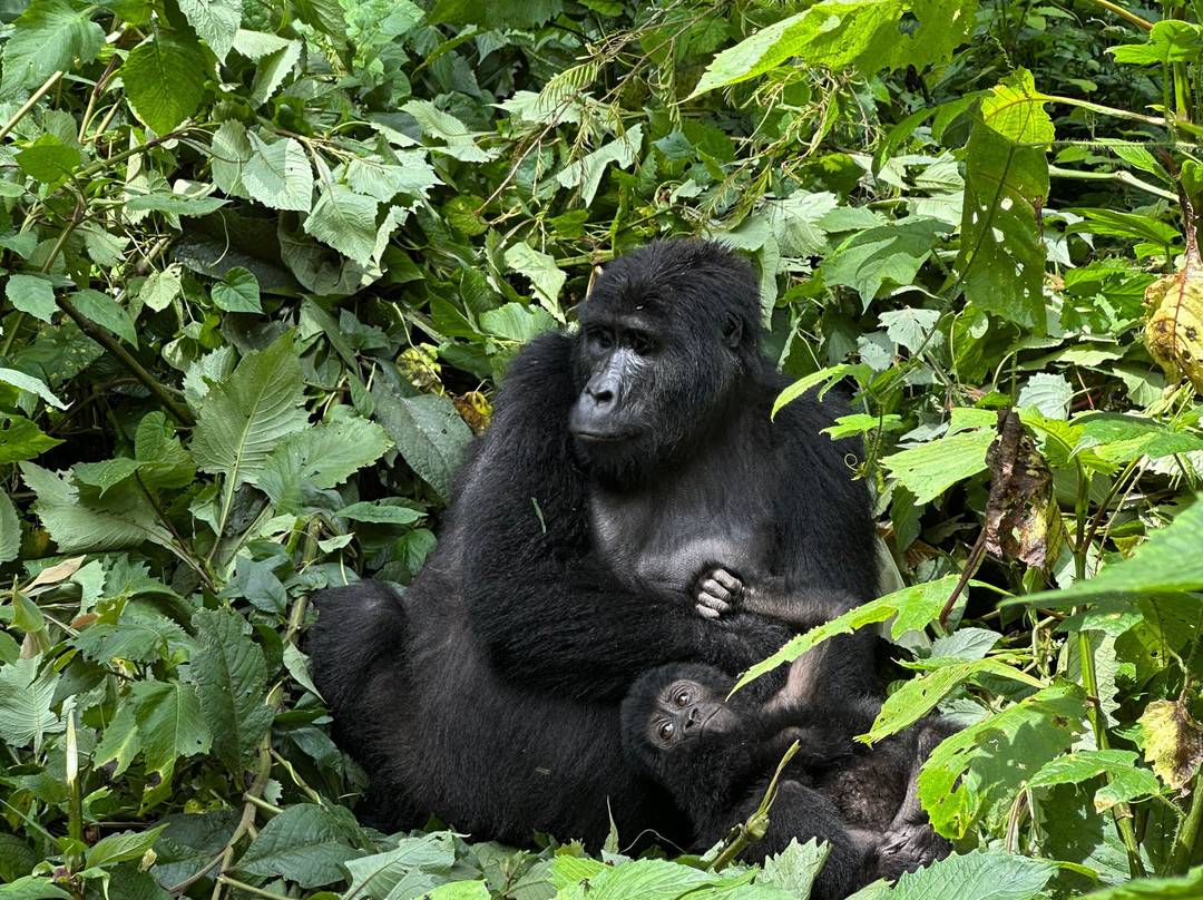 Big Apes Africa Safaris-坎帕拉必去景点