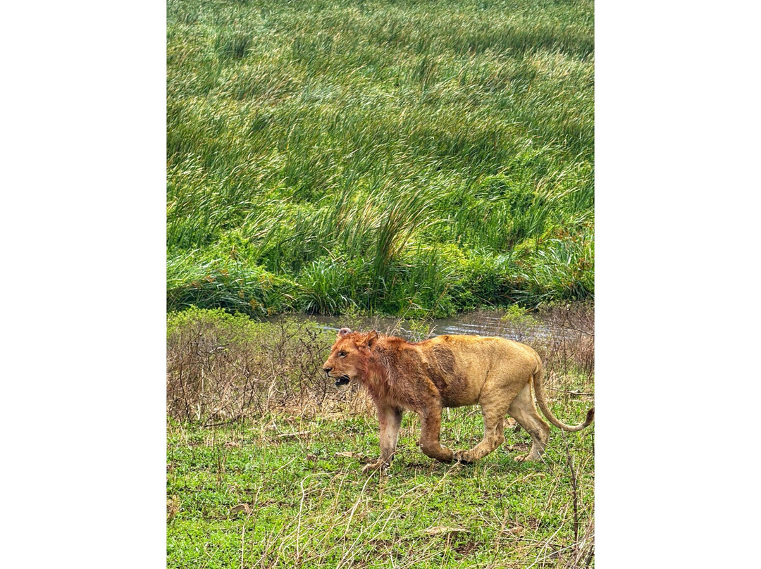 Inspire Tanzania Safaris-阿鲁沙必去景点