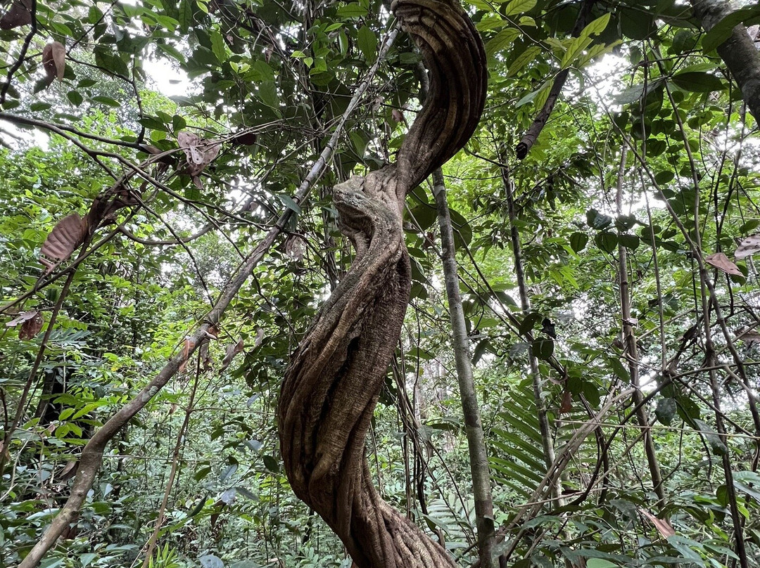 La Montagne des Singes-Kourou必去景点