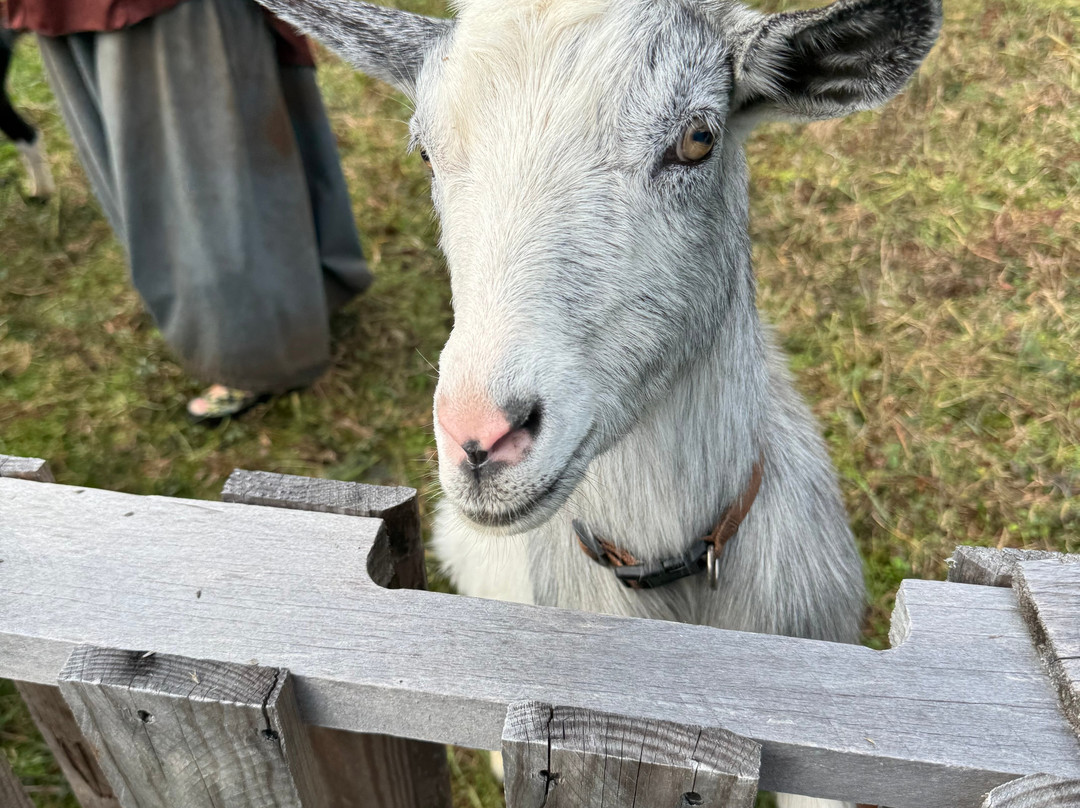 Barakah Heritage Farm-Winnsboro必去景点
