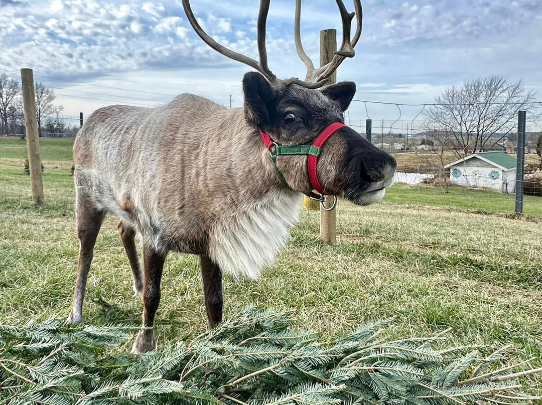 Santa's Reindeer Ranch-戴尔必去景点