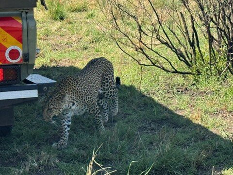 Poa Safaris Tours & Car Hire-蒙巴萨必去景点