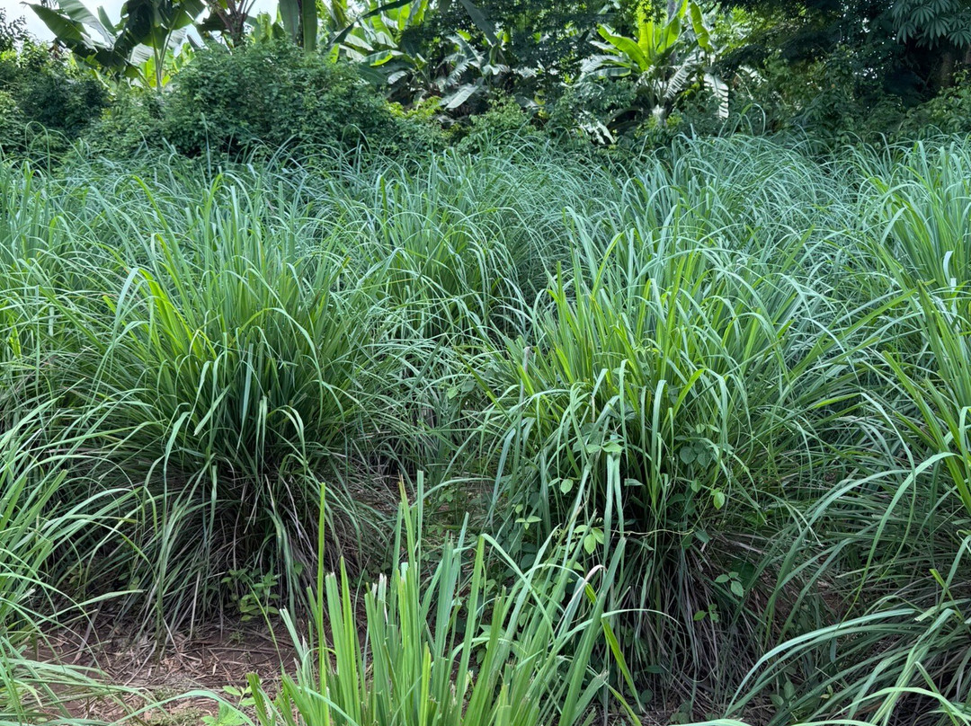Jambo Spice Farm景点图片