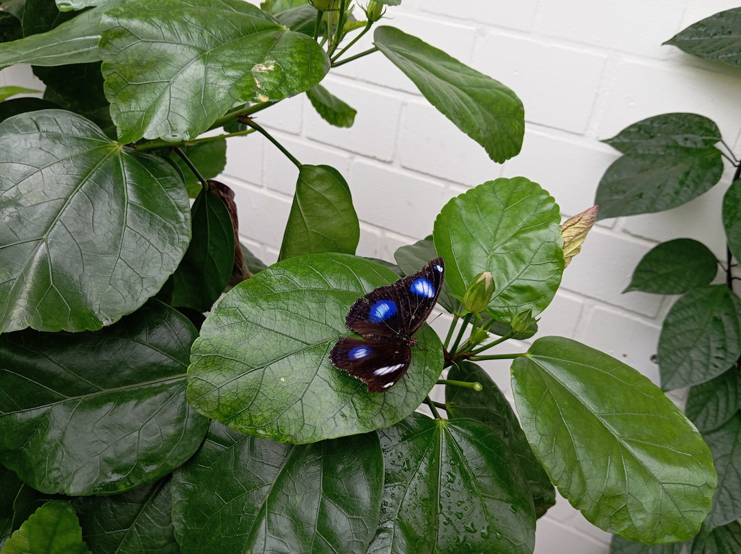 Jardin Des Papillons-Grevenmacher必去景点