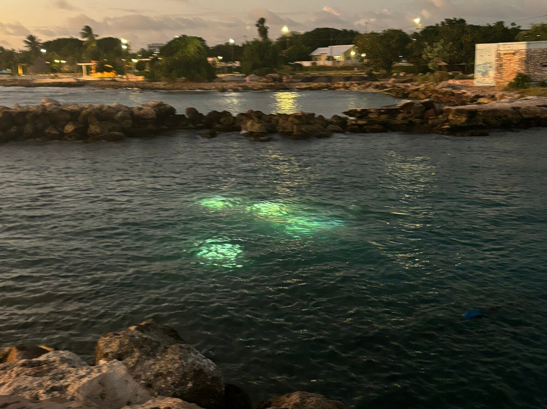 Blue Bay Dive & Watersports-威廉斯塔德必去景点