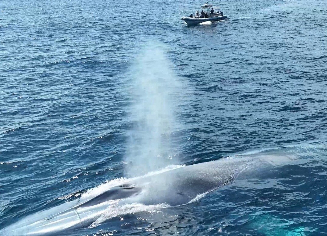 SoCal Whale Watching-长滩必去景点
