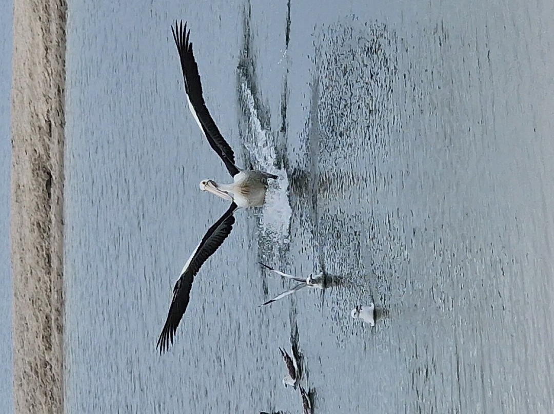 Pelican Feeding-拉布拉多必去景点
