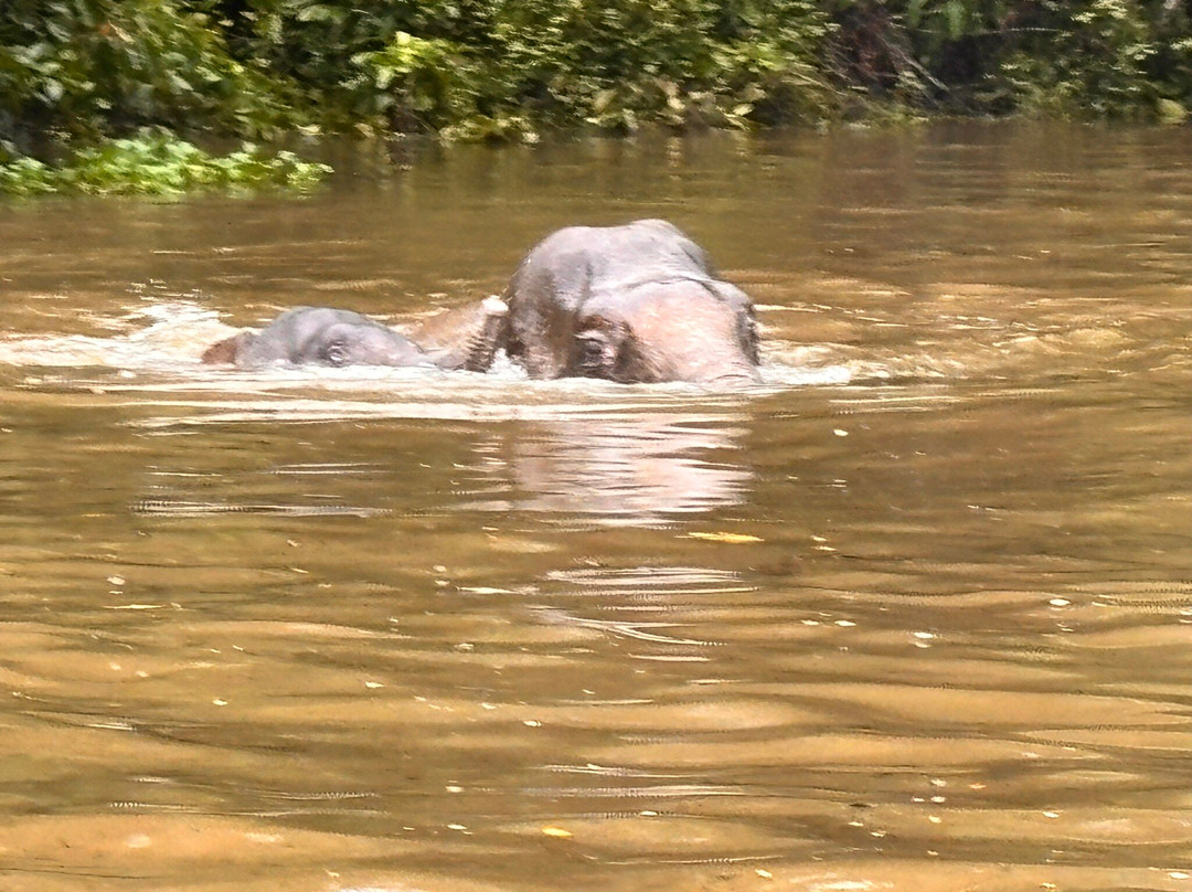Kinabatangan Jungle Camp-苏高必去景点