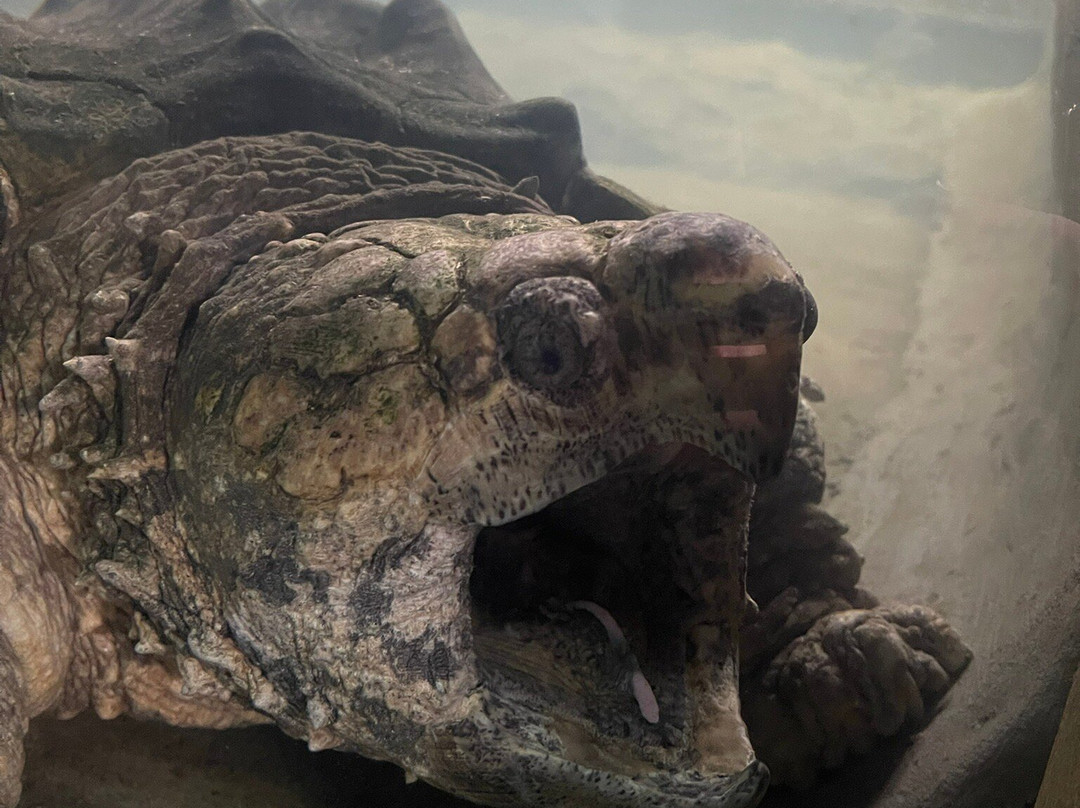 杨氏鳄鱼场-古晋必去景点