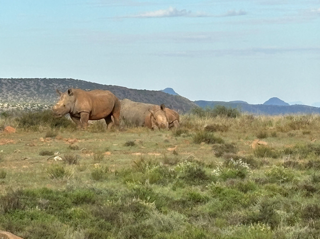 Mount Camdeboo Private Game Reserve主图