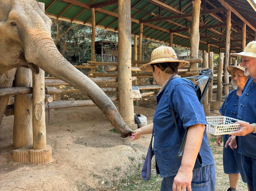Thai Elephant Care Center-夜林必去景点