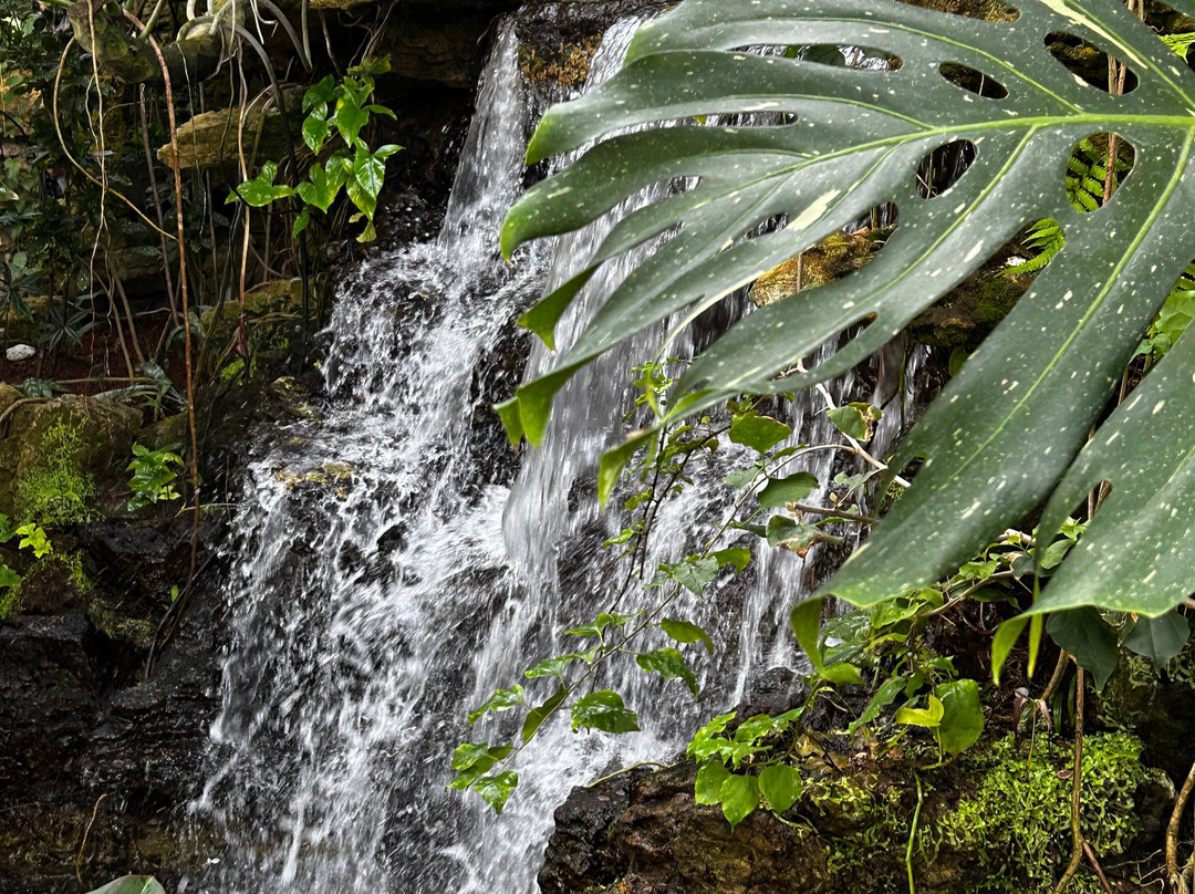 Krohn Conservatory-辛辛那提必去景点