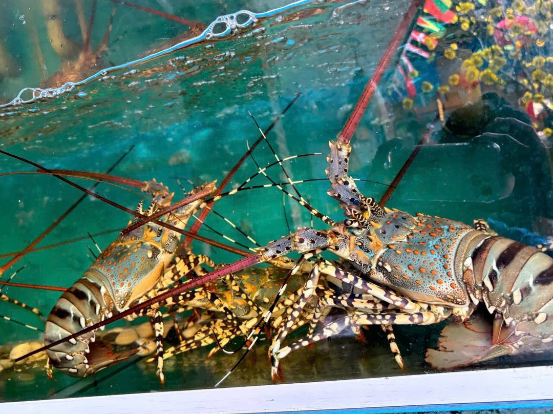 Nhà Hàng Hải Sản Thuận Kiều 2 - An Thới (CN2)