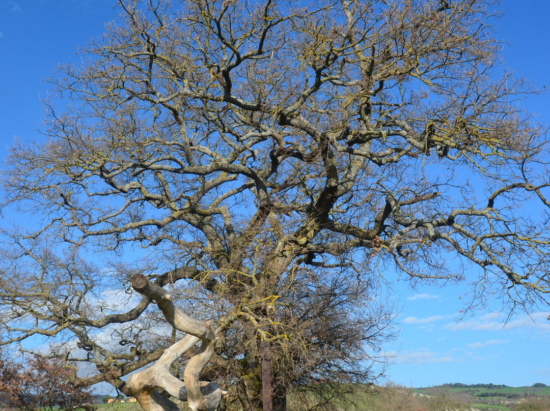 The Checche Oak Tree-皮恩扎必去景点