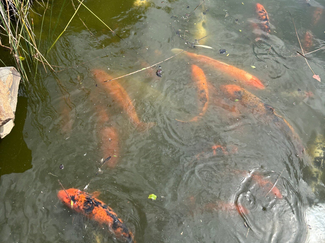 Dubbo Regional Botanic Gardens Adventure Playground-达博必去景点