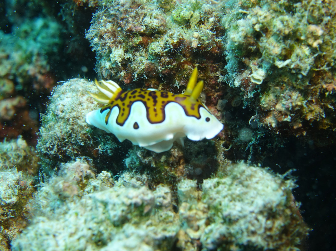 Afro Divers-奔巴岛必去景点