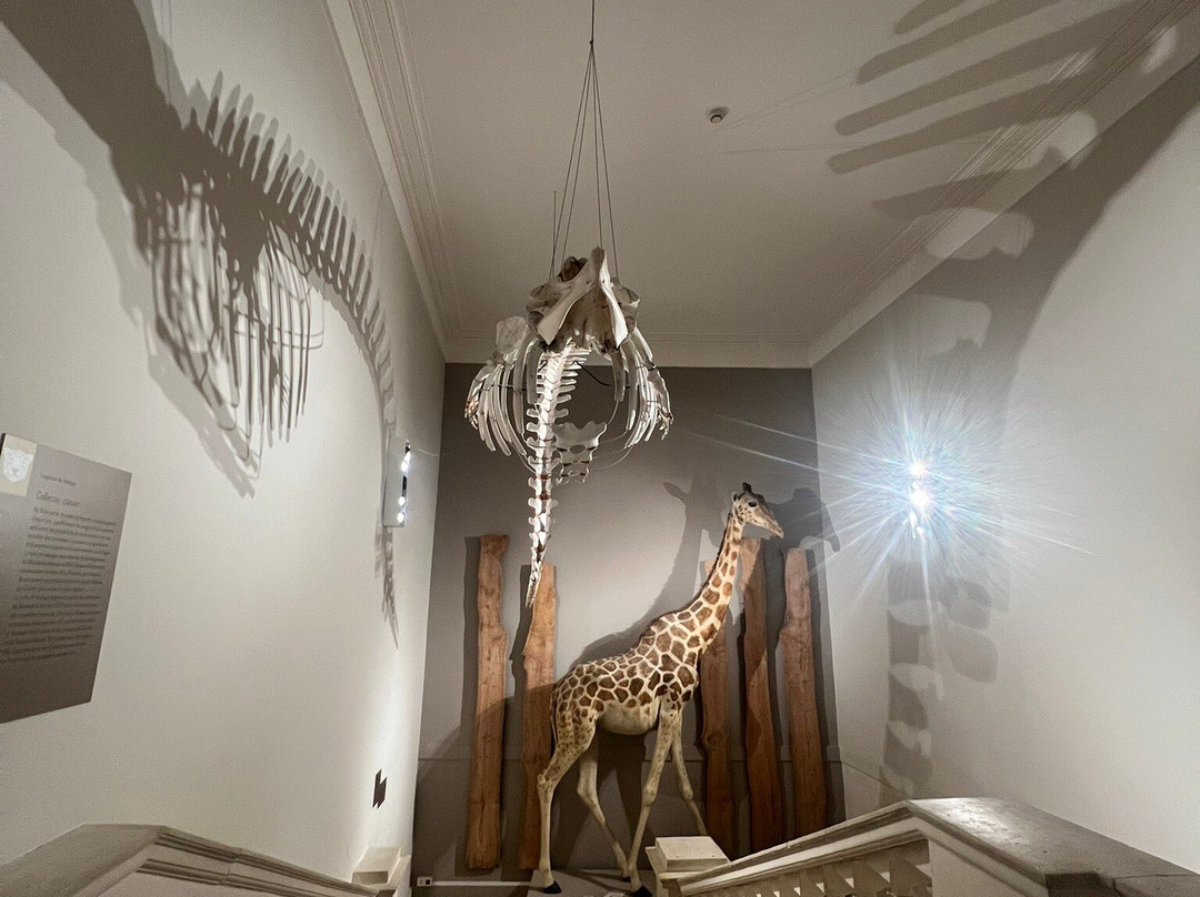 Museum d'histoire naturelle de La Rochelle景点图片