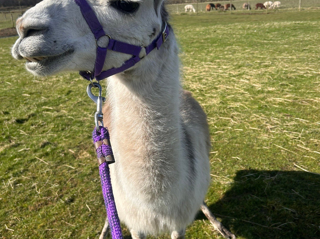 The Alpaca Trekking Centre-斯特灵必去景点