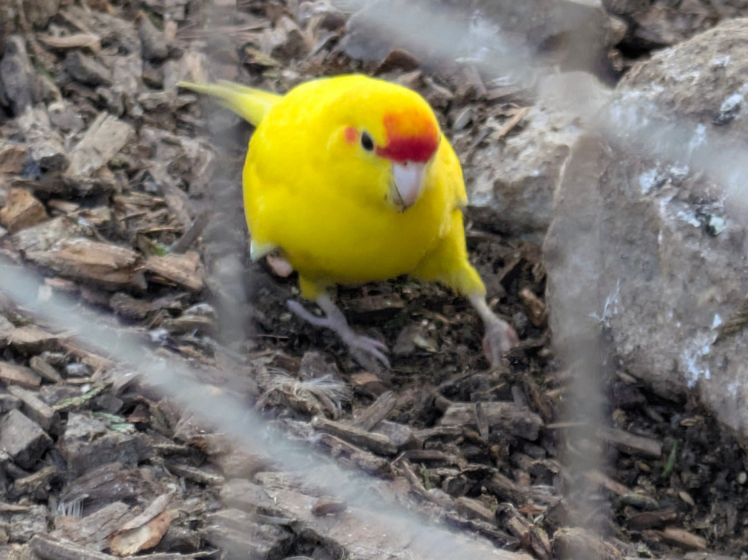 Totnes Rare Breeds Farm-托特尼斯必去景点