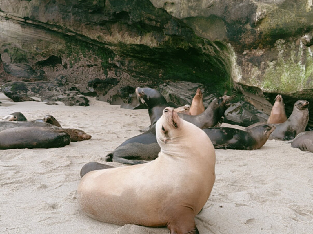 Shell Beach Tide Pools-拉荷亚必去景点