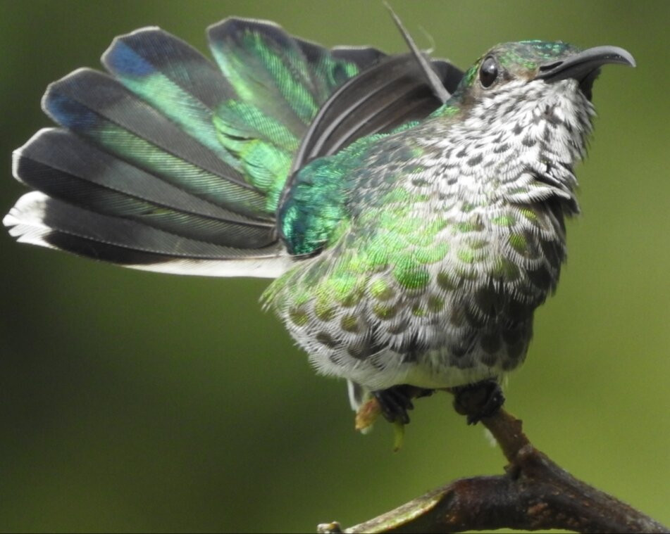 Mindo Reisen Im Nebelwald-明多必去景点