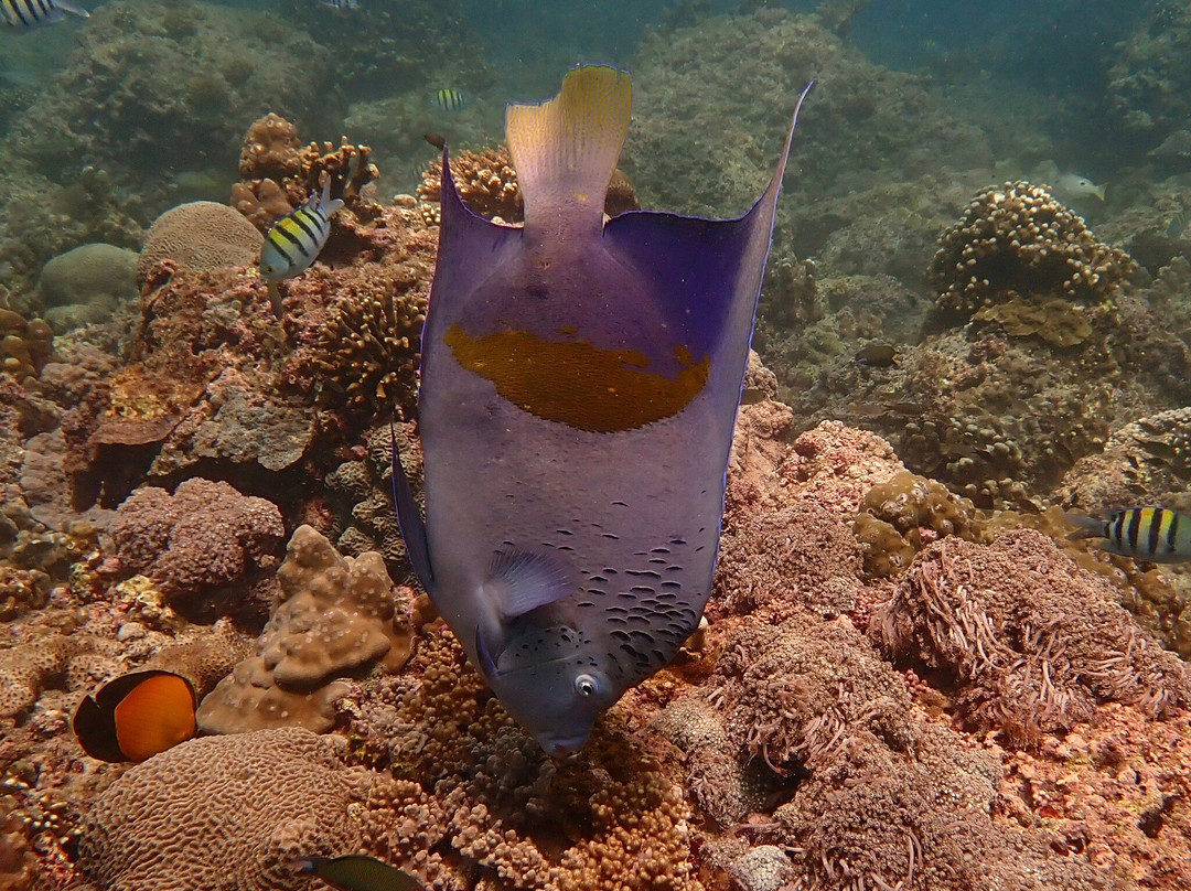 Extra Divers Sifah-As Sifah必去景点