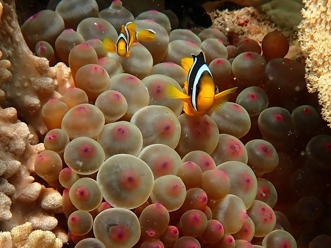 Extra Divers Sifah-As Sifah必去景点