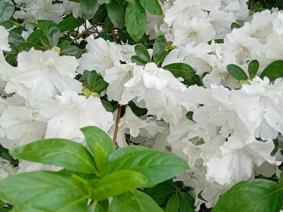 Der Katz'sche Garten景点图片