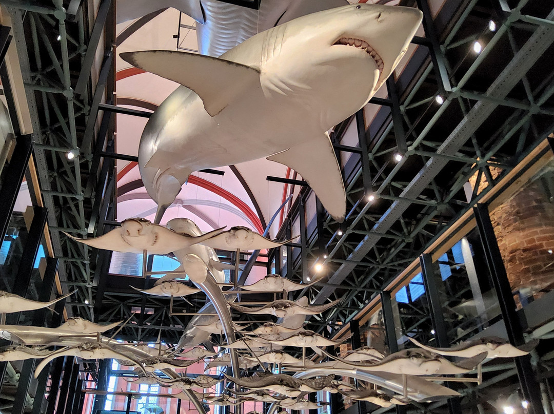 Meeresmuseum-施特拉尔松德必去景点