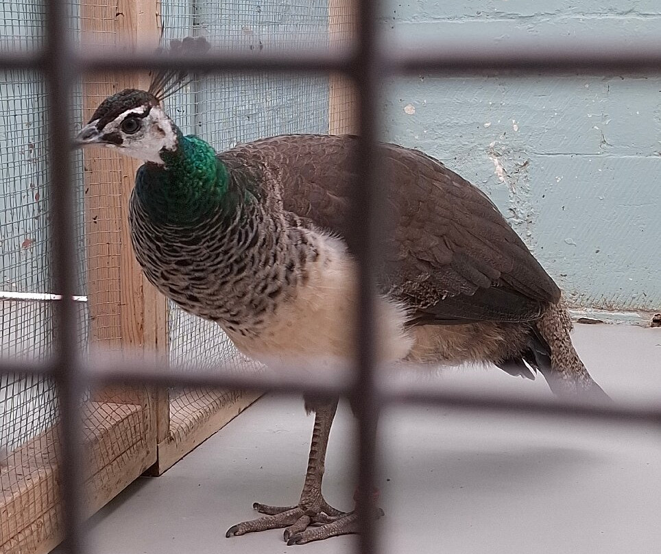 Peacocks in Pittencrieff Park-丹弗姆林必去景点