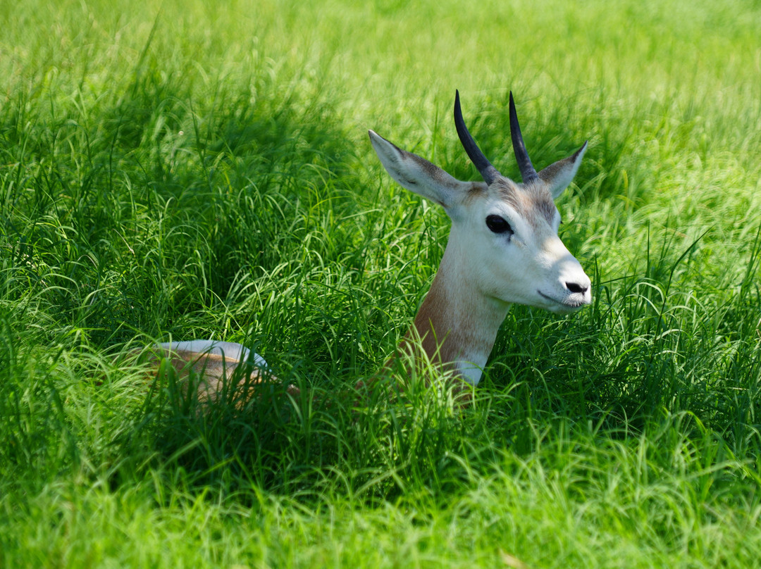 天然桥野生动物牧场-圣安东尼奥市必去景点