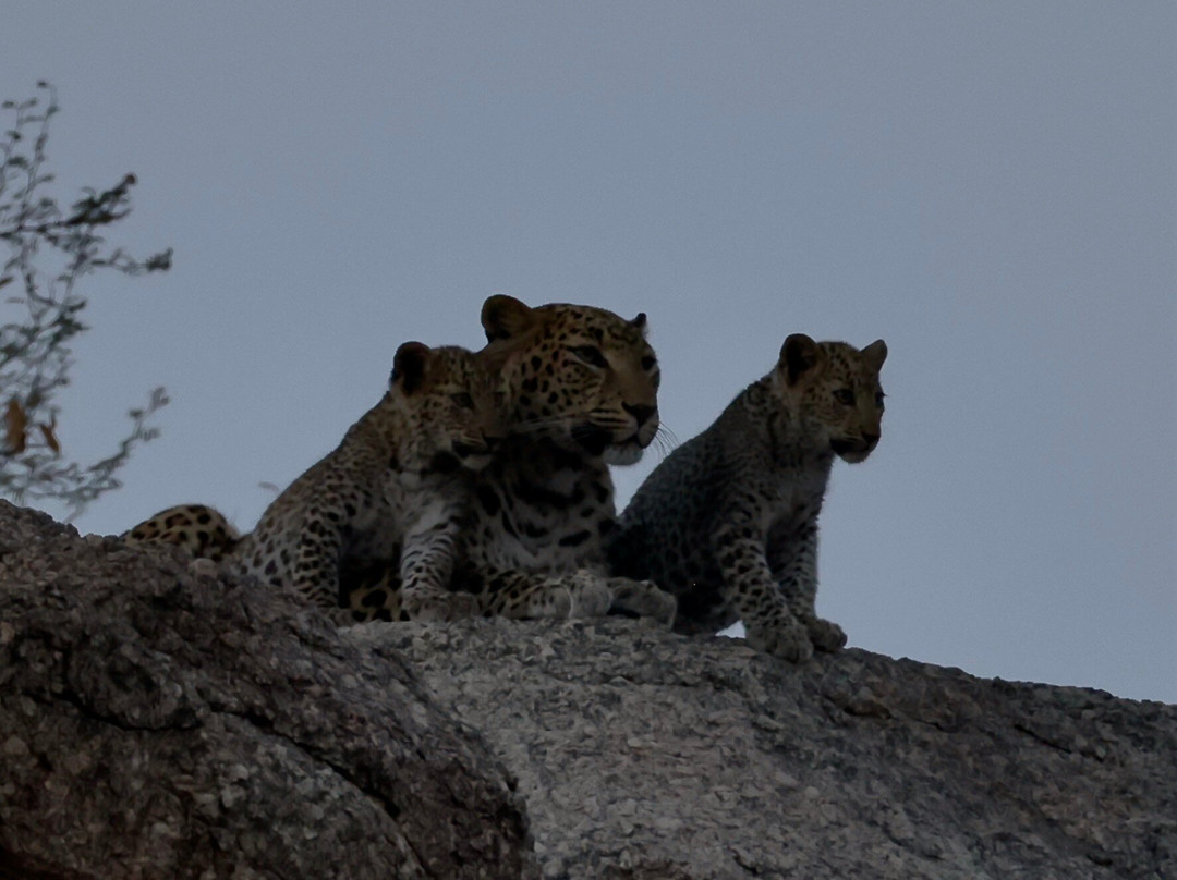 The Wild Cat Eyes-Bera必去景点