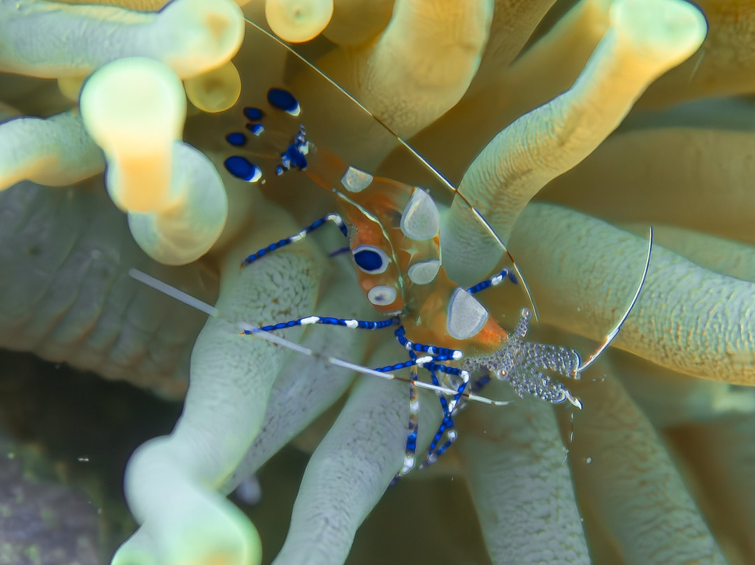 Deep Turtle Plongee-Les Anses d'Arlet必去景点