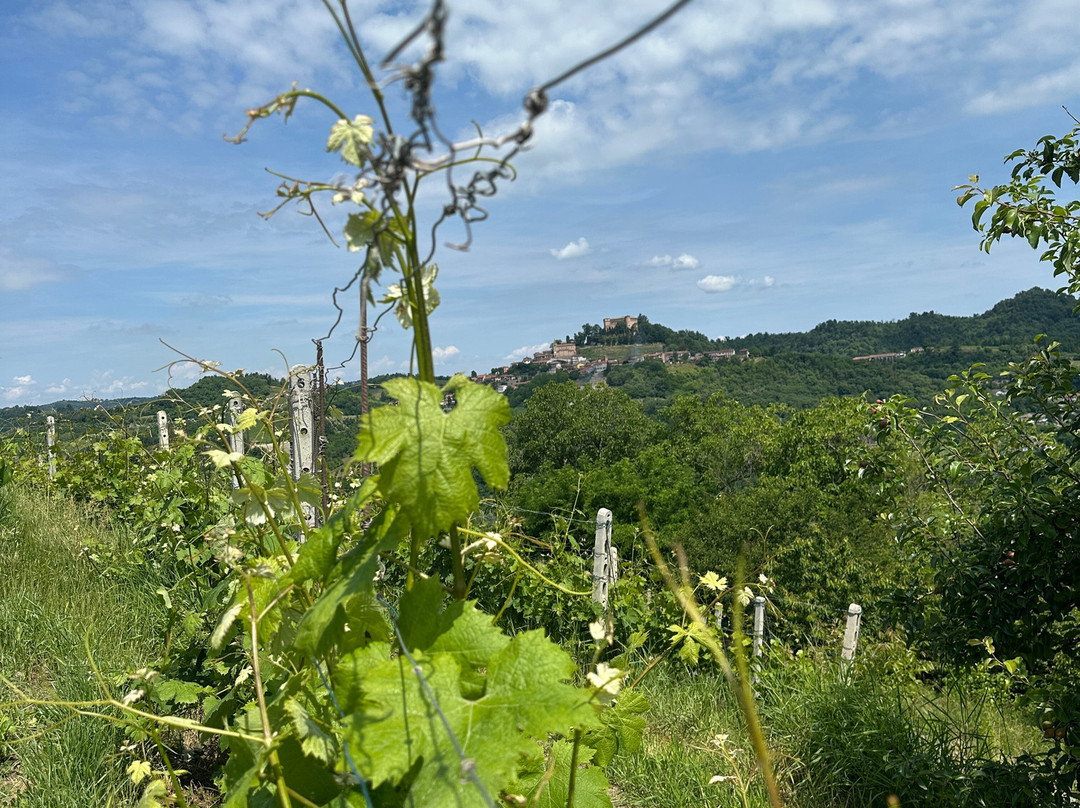 Azienda Agricola Cournaja-Santa Vittoria d'Alba必去景点