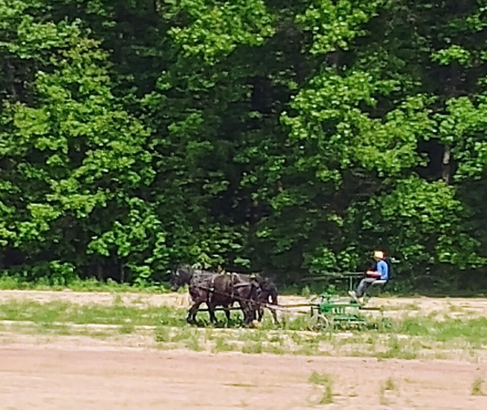 Troyer's Amish Tours景点图片
