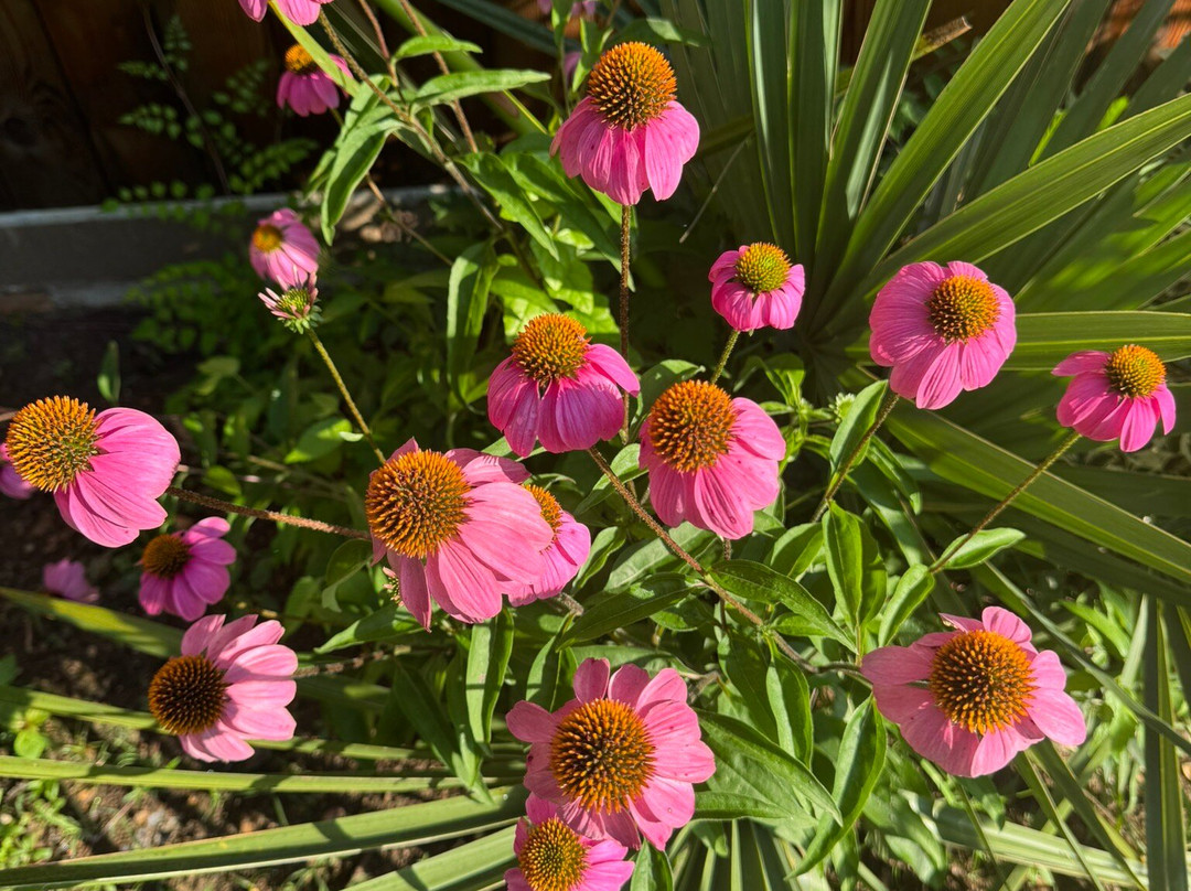 The Carriage House Bed and Breakfast主图