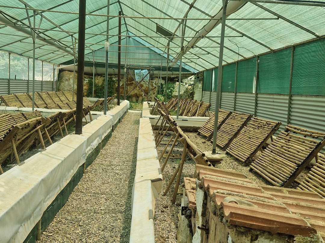 Snail Farm And Fun景点图片