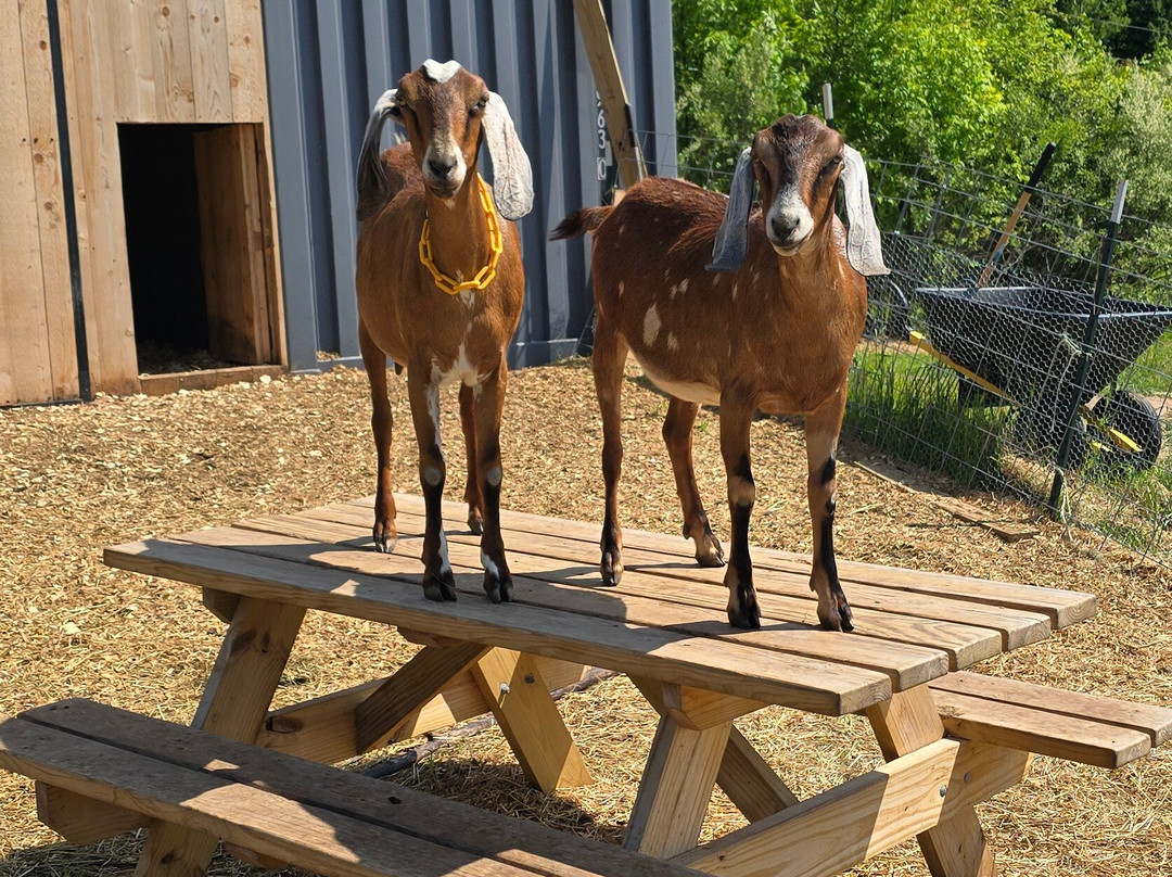 Biggoat Farm-霍顿必去景点