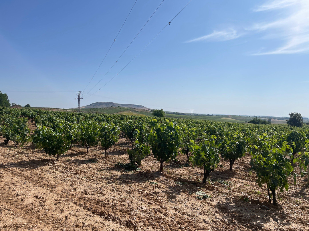 Pago de Los Capellanes-Pedrosa de Duero必去景点