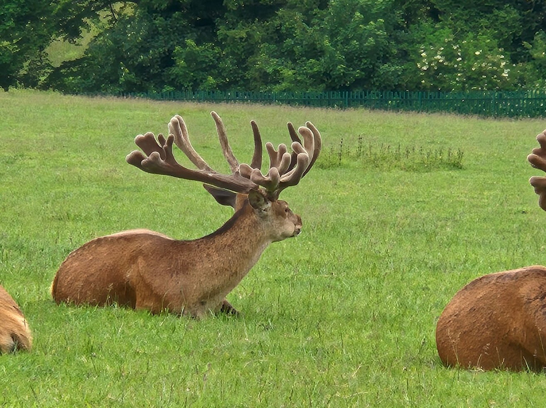 Great Wedlock Farm & Deer Park-腾比必去景点