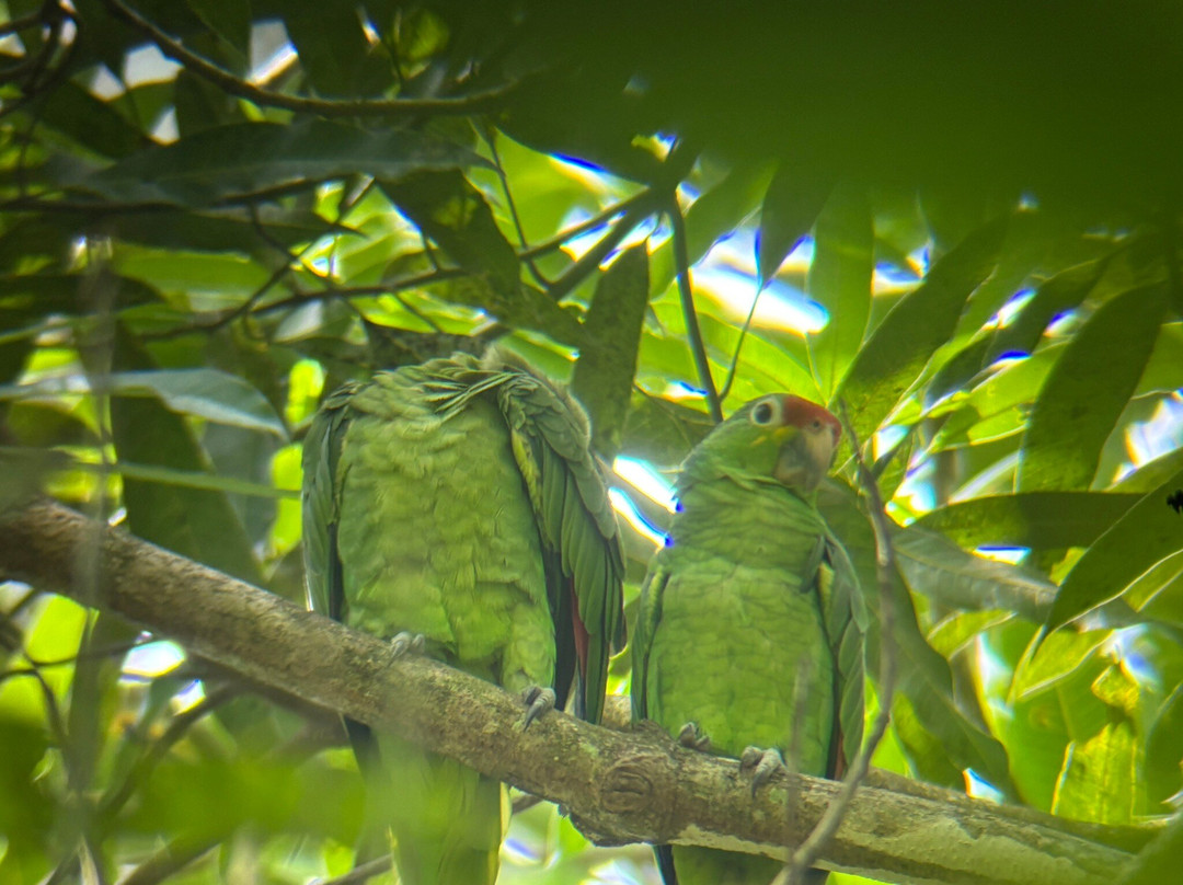 Rancho Raices De Puerto Jimenez-希门尼斯港必去景点