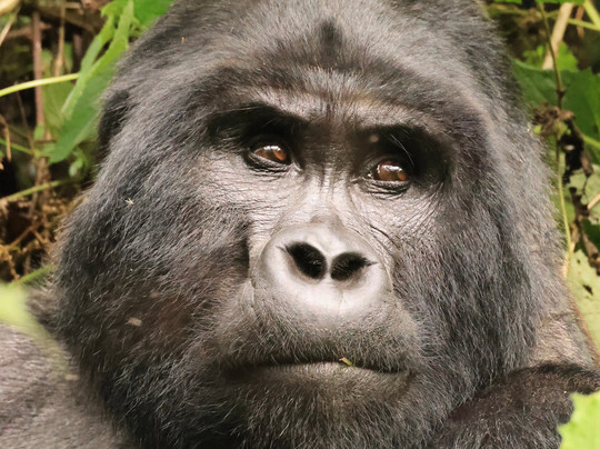 Zunguka Adventure Club-恩德培必去景点